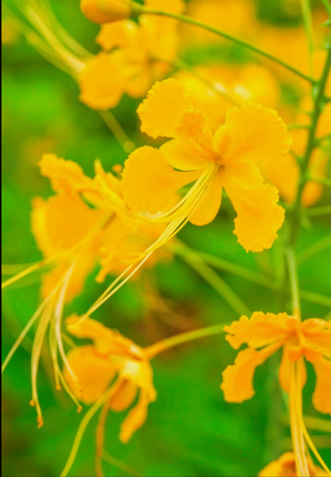 一花一世界，花如女人，女人如花，愿你貌美如花，芬芳优雅岁月