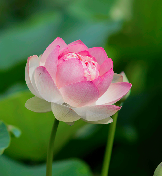 一花一世界，花如女人，女人如花，愿你貌美如花，芬芳优雅岁月