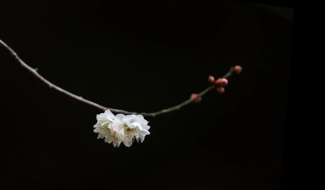 梅花，怎么样都好看（梅花诗句古诗大全）