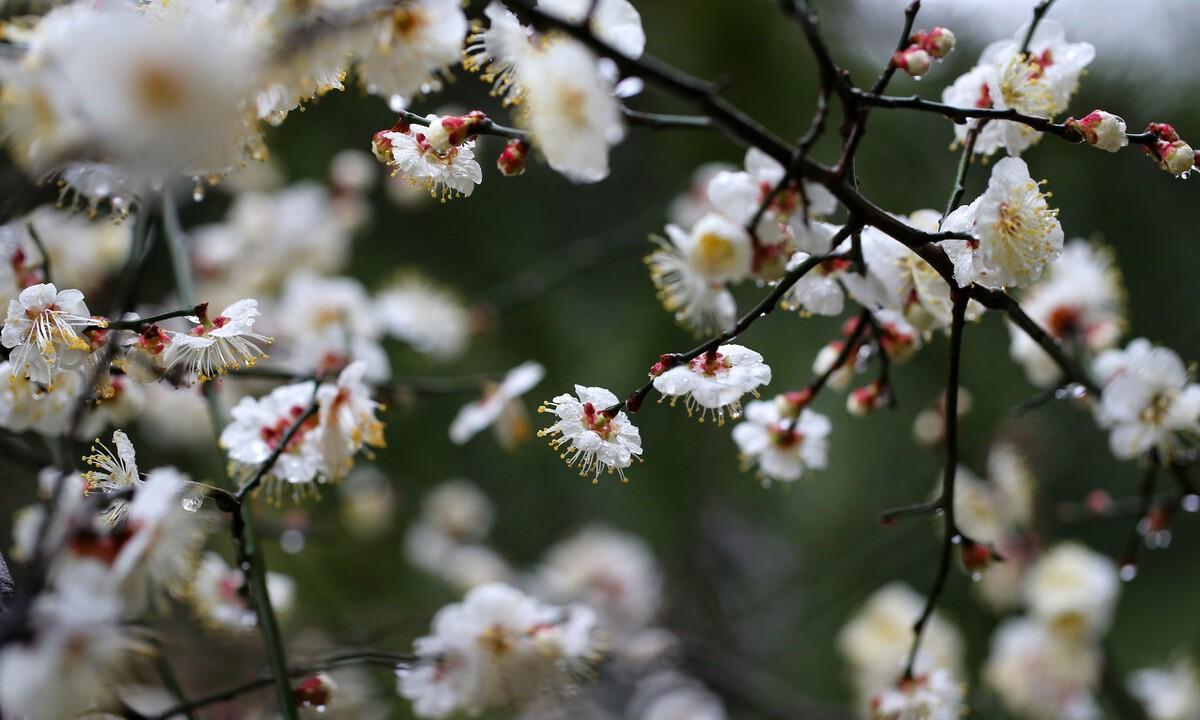 春天的梅花诗（寒梅争春的诗）