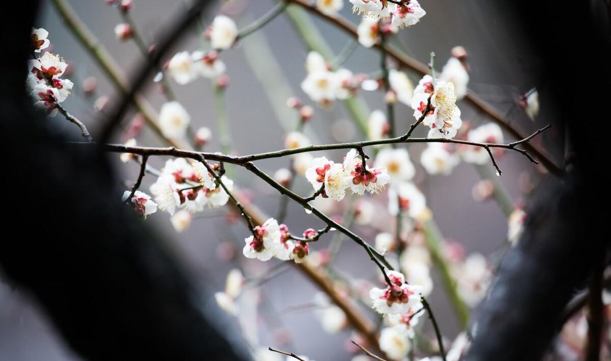 春天的梅花诗（寒梅争春的诗）