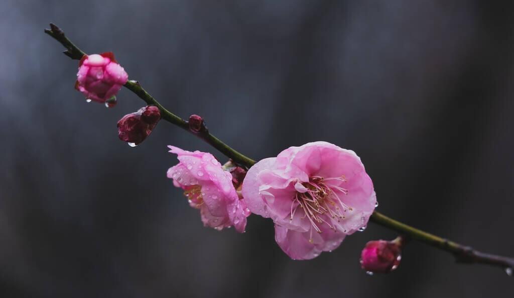 春天的梅花诗（寒梅争春的诗）