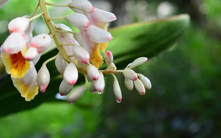 各类花卉古诗（各种花的诗意）