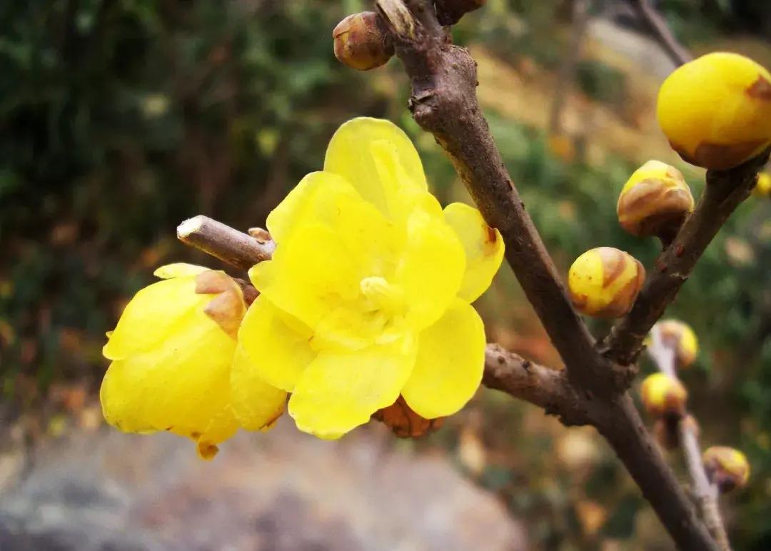 各类花卉古诗（各种花的诗意）