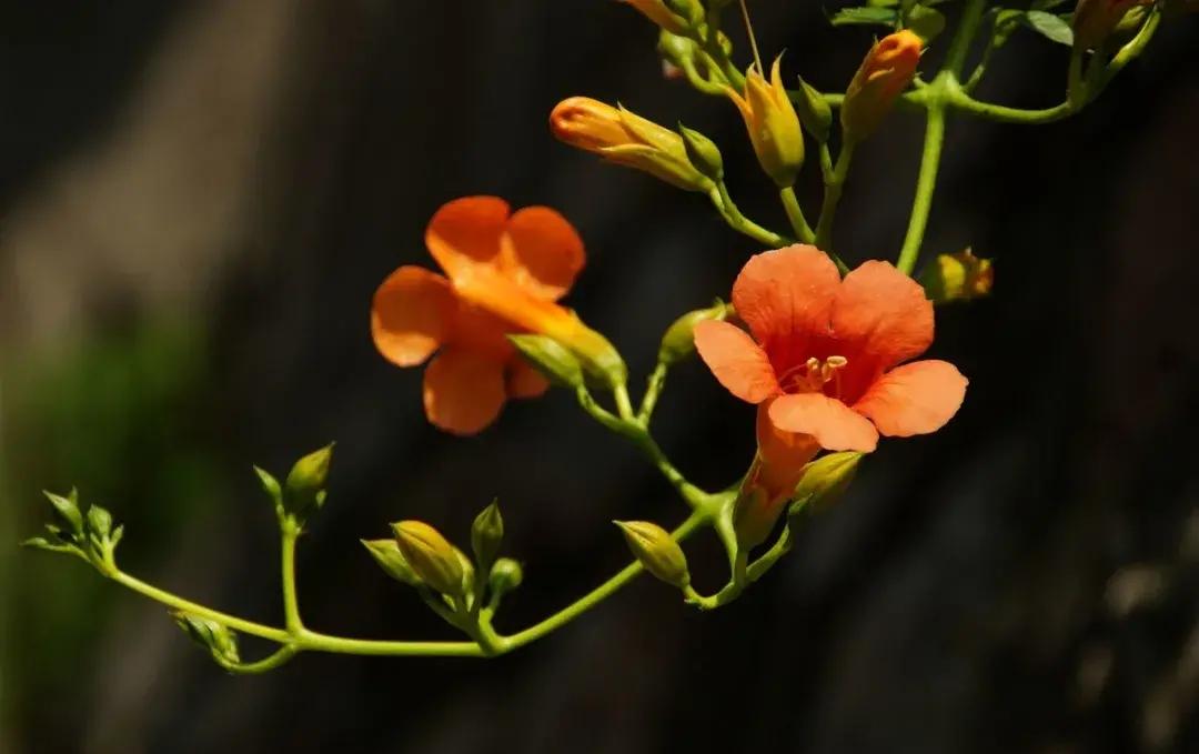 各类花卉古诗（各种花的诗意）