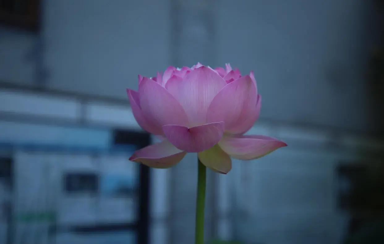 写荷花的禅诗（咏秋荷的禅诗句）