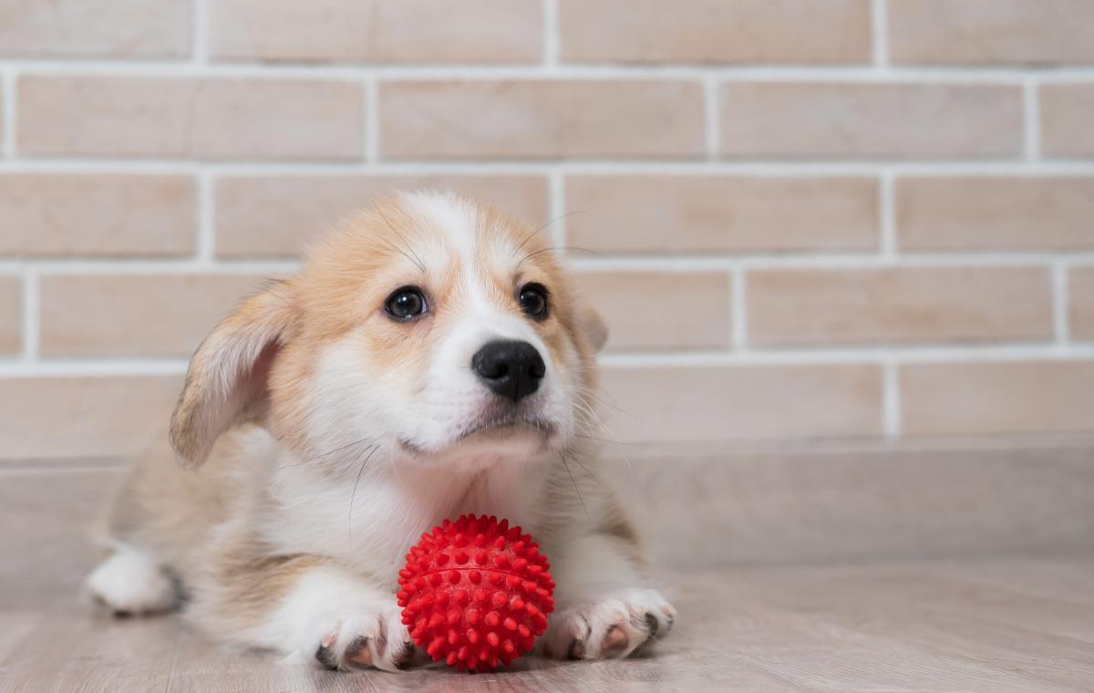 羊被冻死牧羊犬试图唤醒贴身取暖