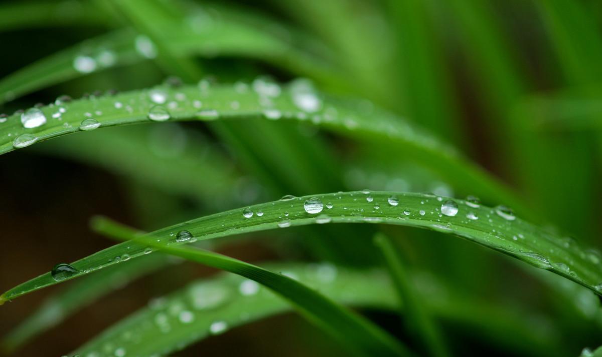 有哪些关于春雨的诗（关于春雨的古诗大全）