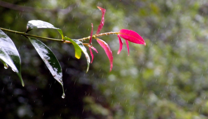 最经典的关于秋雨的古诗词（关于秋雨的浪漫诗句）