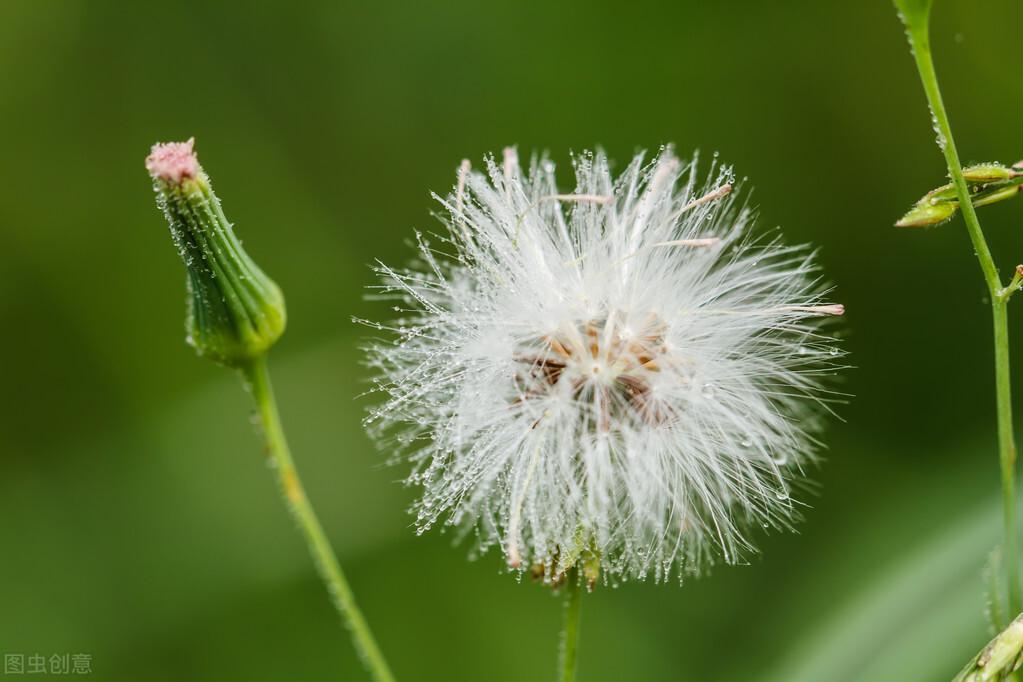 最美花开蒲公英（蒲公英的花语）