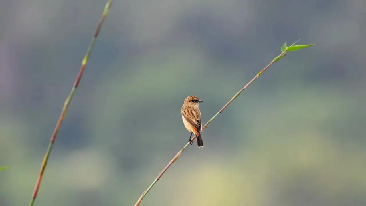 12首古诗词，现代诗词欣赏，天涯岂是无归意，争奈归期未可期