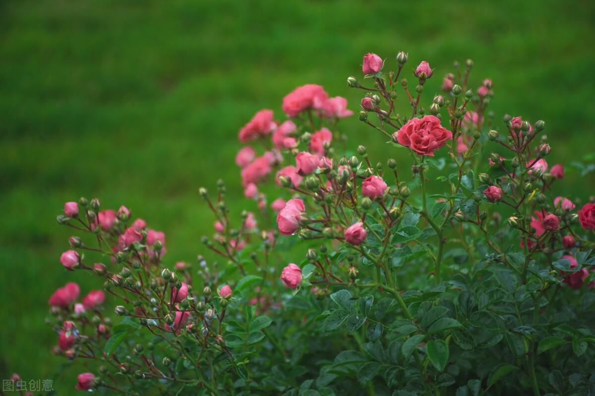 含有红的诗句100首飞花令（飞花令含红字的诗句）