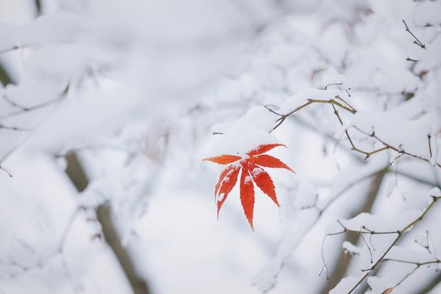 冬天下雪的文案短句（描写下雪的优美文案）