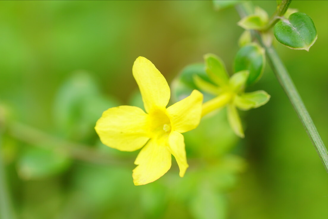 赞美花开花落诗词七绝（与花有关的七言绝句）