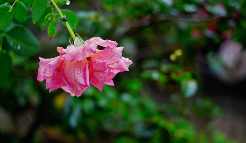 最经典的关于秋雨的古诗词（关于秋雨的浪漫诗句）