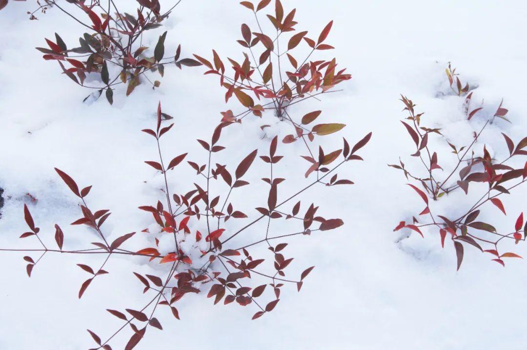 冬天咏雪的诗句（关于冬雪的优美诗句）