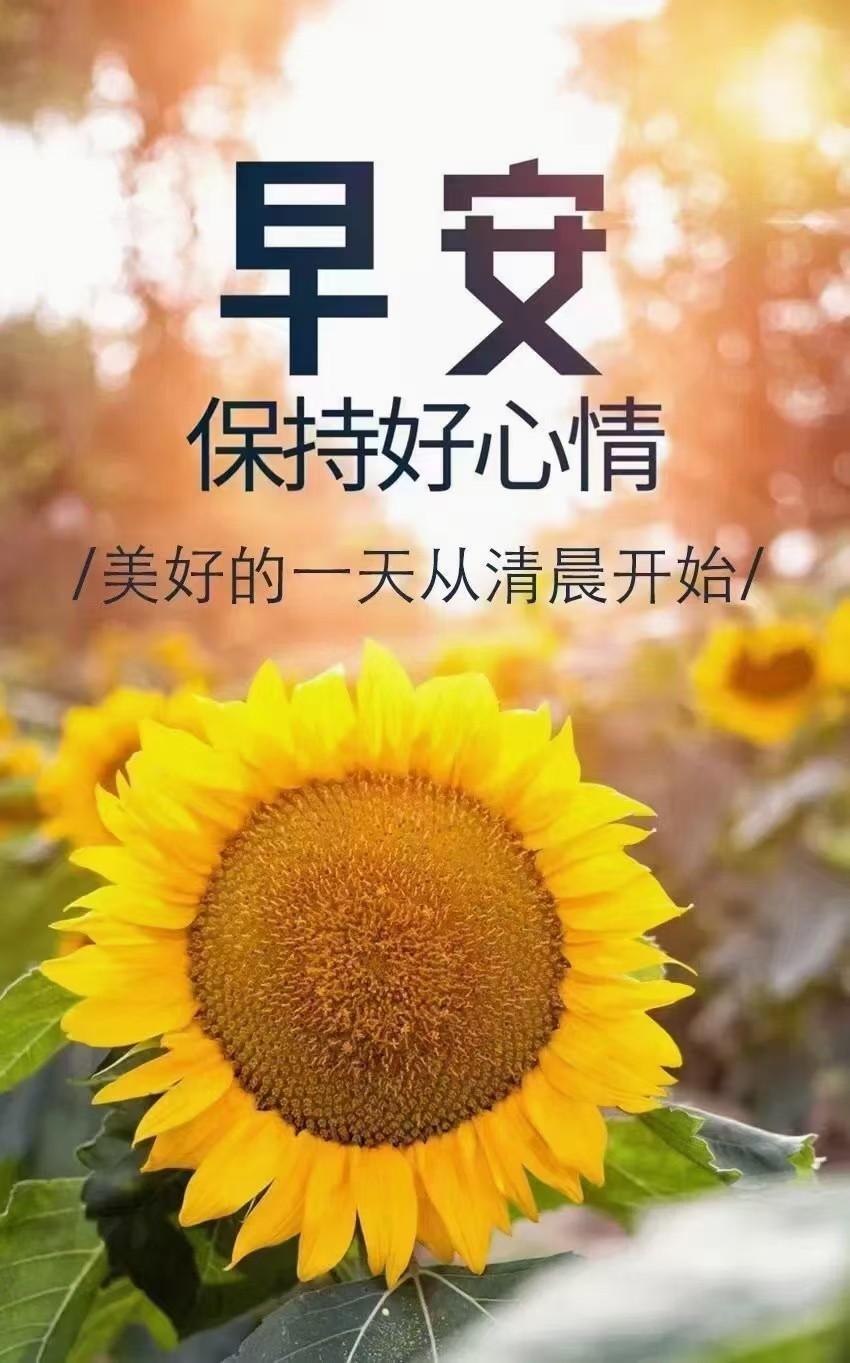 早安,希望你的心情,像清晨阳光一样灿烂（早安,迎着朝阳出发）