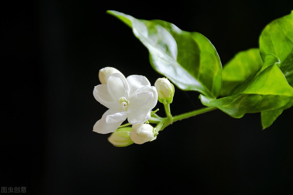 这些“香香花”都喜欢“酸臭”肥，越浇灌，香味越悠长