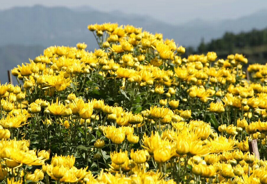 菊花经典诗词（菊花十首有名的诗）