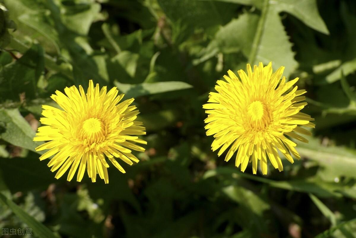 最美花开蒲公英（蒲公英的花语）