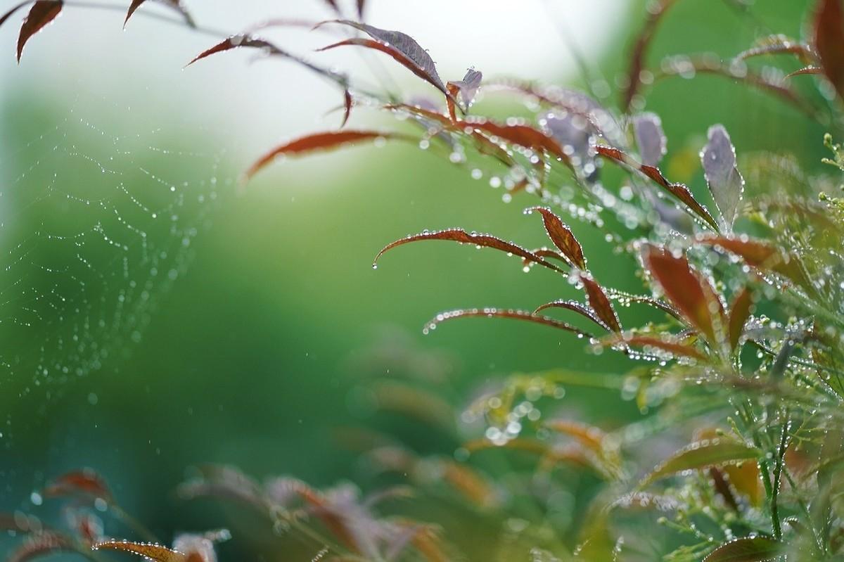 听雨声思念的诗句（十首听雨诗词鉴赏）