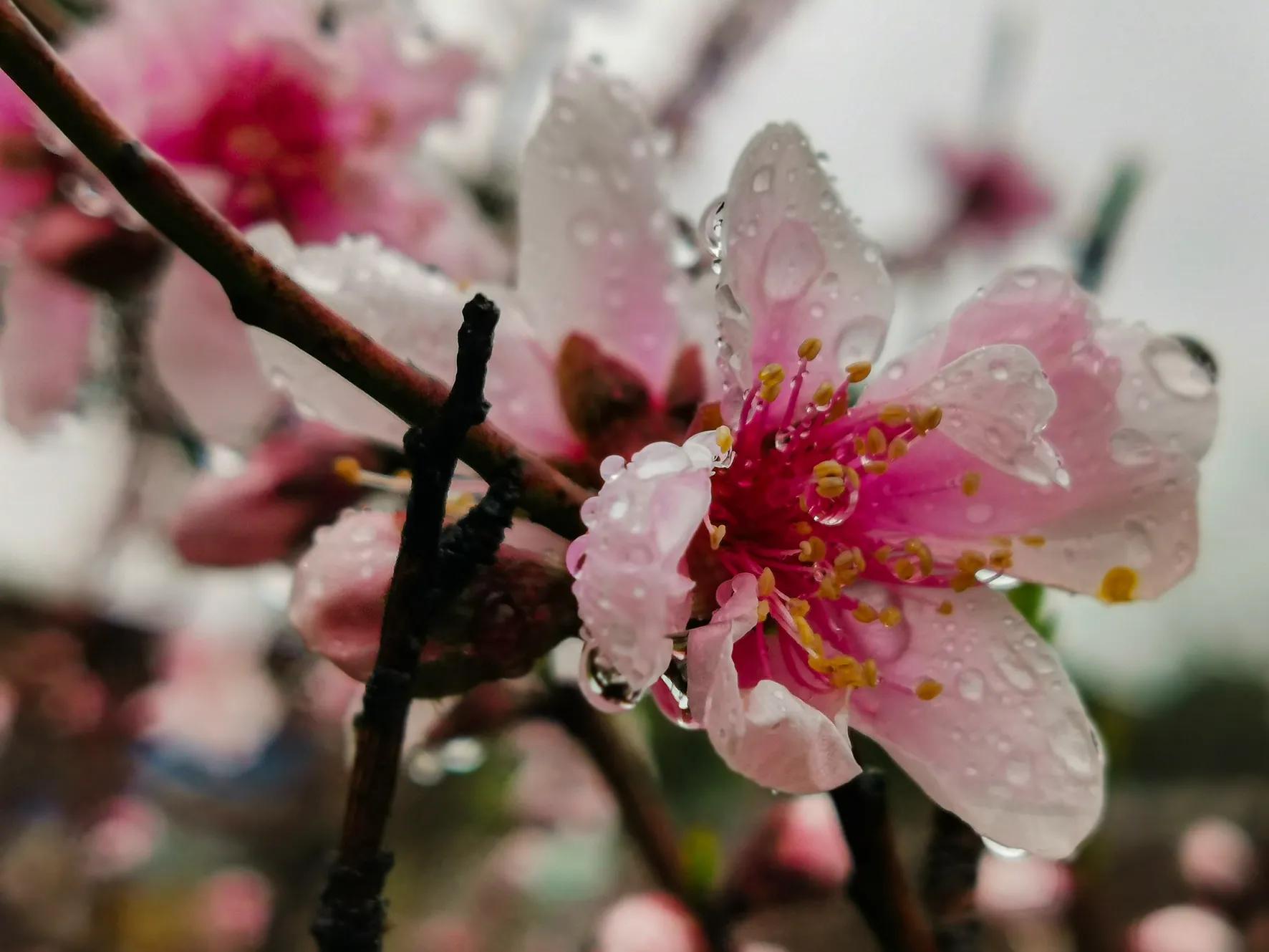 雨中赏花，邂逅一场可遇不可求的美丽之约