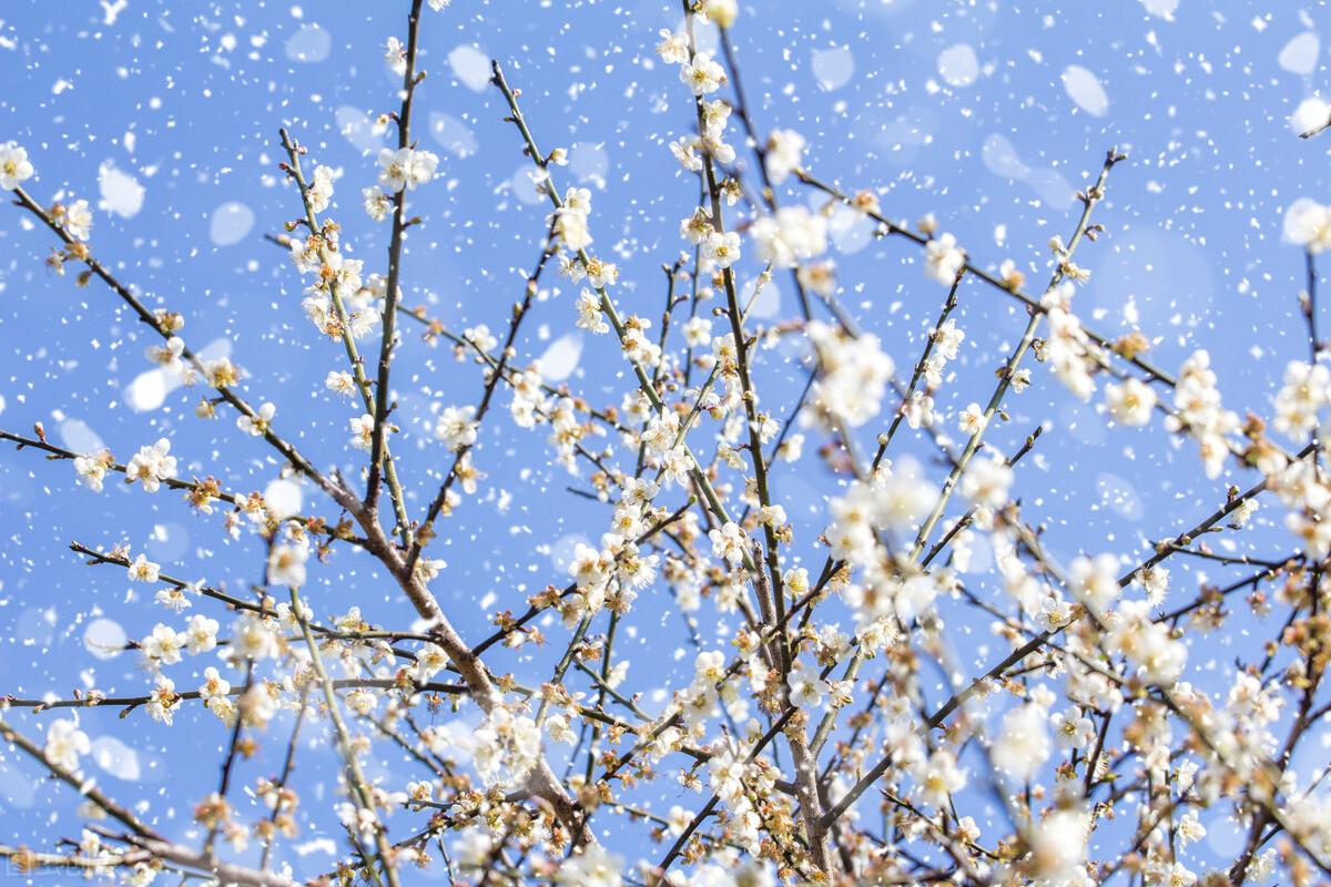 写雪的古诗文有哪些（古诗中咏雪的佳句）