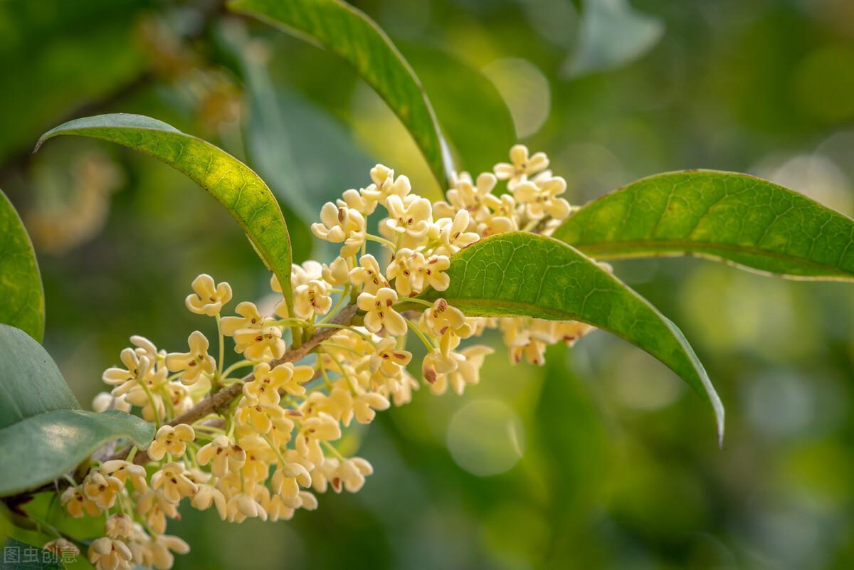 这些“香香花”都喜欢“酸臭”肥，越浇灌，香味越悠长