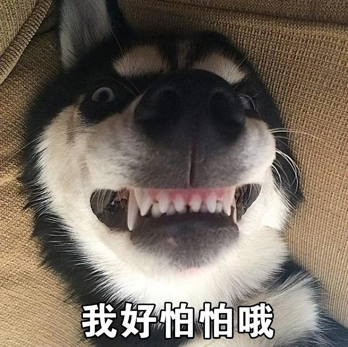 狗要得狂犬病的征兆（狗狗得狂犬病的预兆）