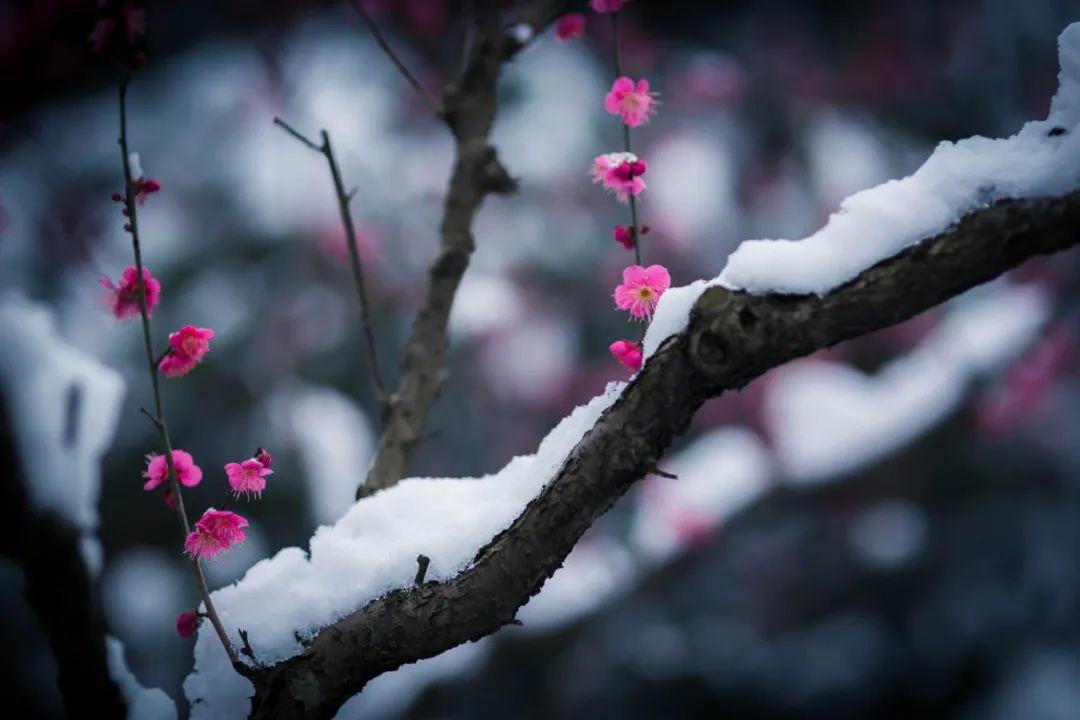 冬季踏雪寻梅的诗（冬天雪中梅花优美诗词）