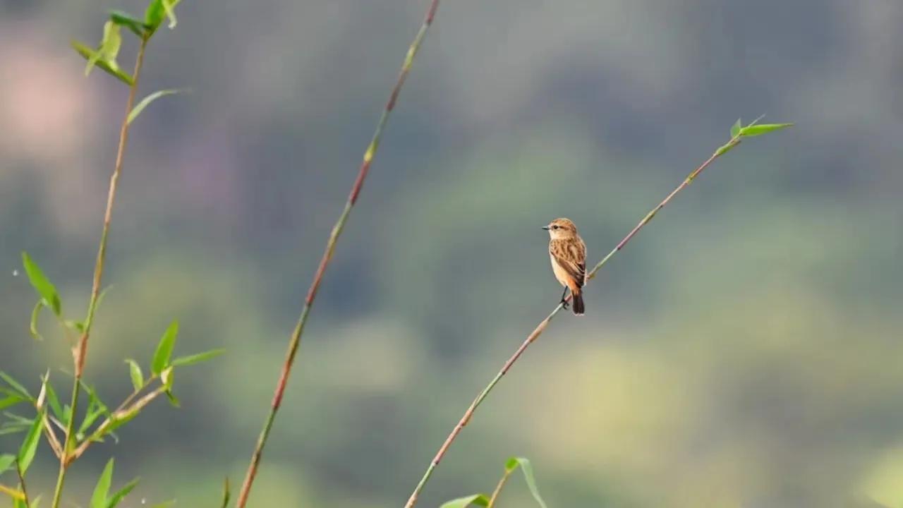 12首古诗词，现代诗词欣赏，天涯岂是无归意，争奈归期未可期