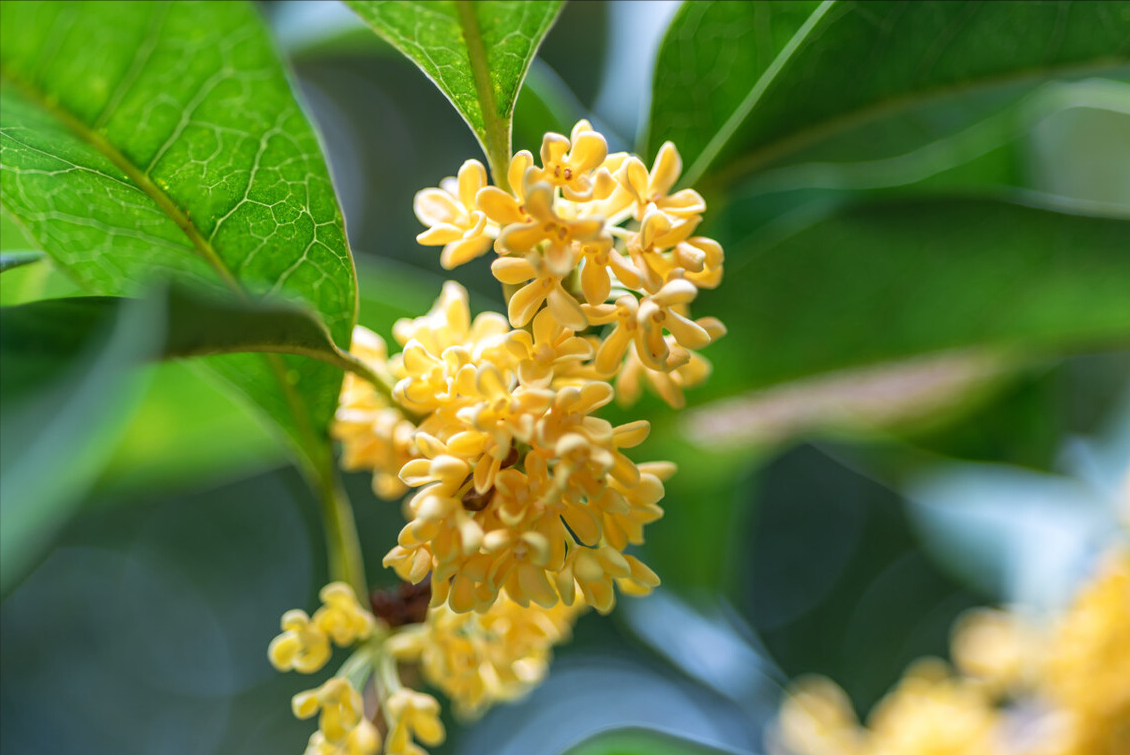 赞美花开花落诗词七绝（与花有关的七言绝句）