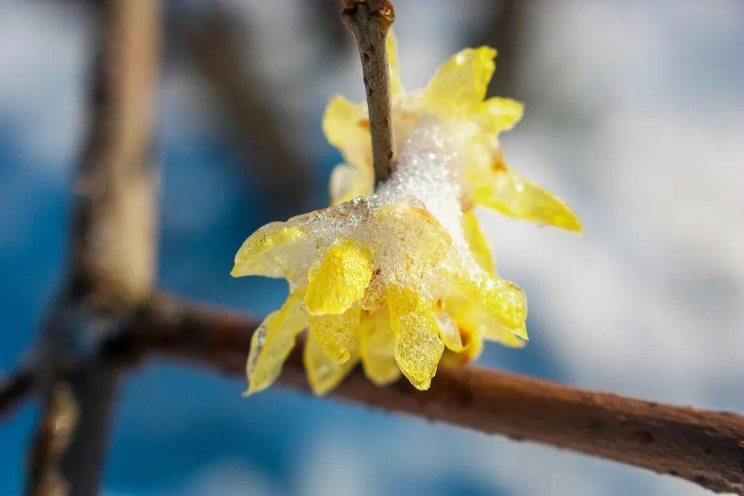 关于冬雪的优美诗句（写冬雪的诗）