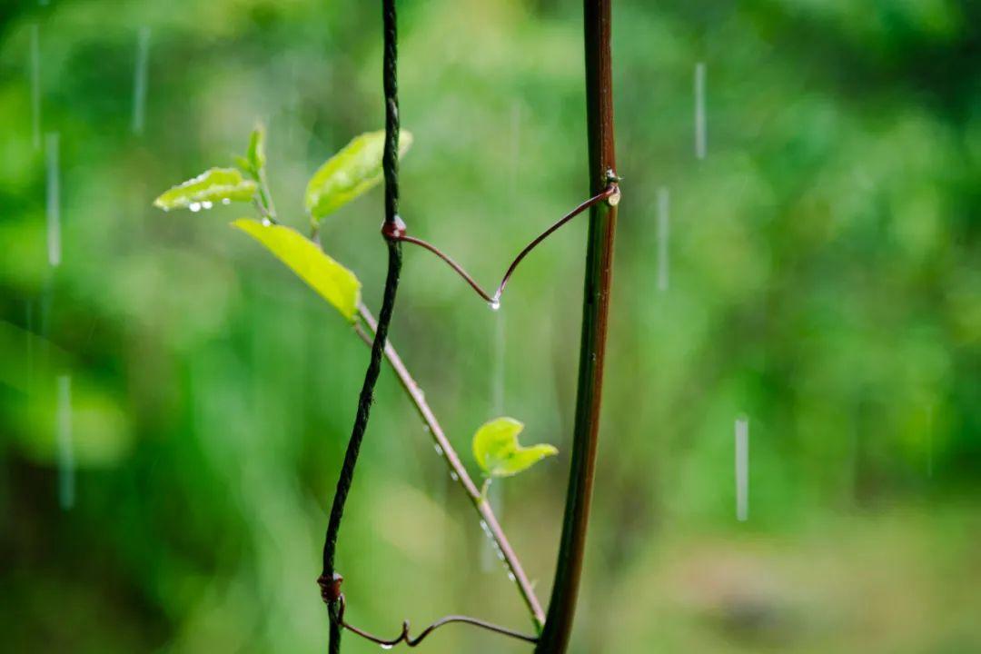 关于春雨的优美的诗句（赞美春雨的优美诗句有哪些?）