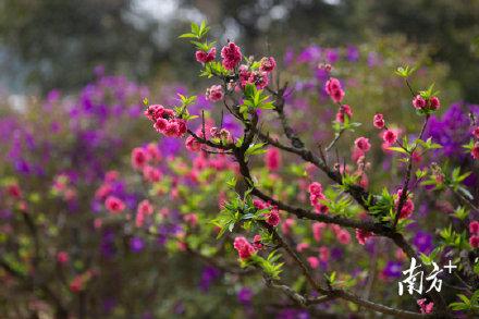 南国春早桃花开（桃花开画江南春色满）