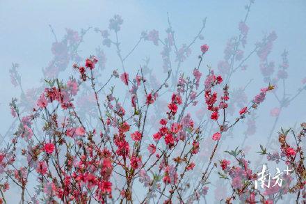 南国春早桃花开（桃花开画江南春色满）