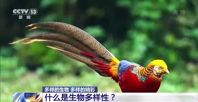 什么是生物多样性保护（保护生物的多样性有什么意义）