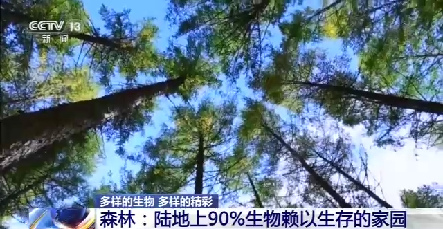 什么是生物多样性保护（保护生物的多样性有什么意义）