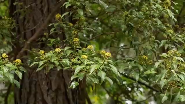 什么是生物多样性保护（保护生物的多样性有什么意义）