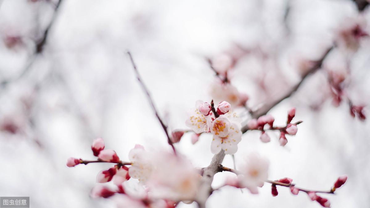 关于冬天带雪的诗句（带冬雪的诗句有哪些）