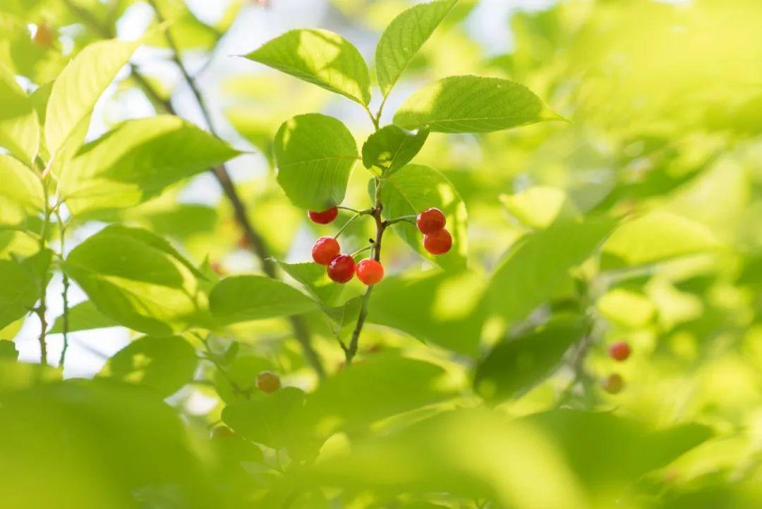 夏至最美的十首诗词（夏至的优美诗词）