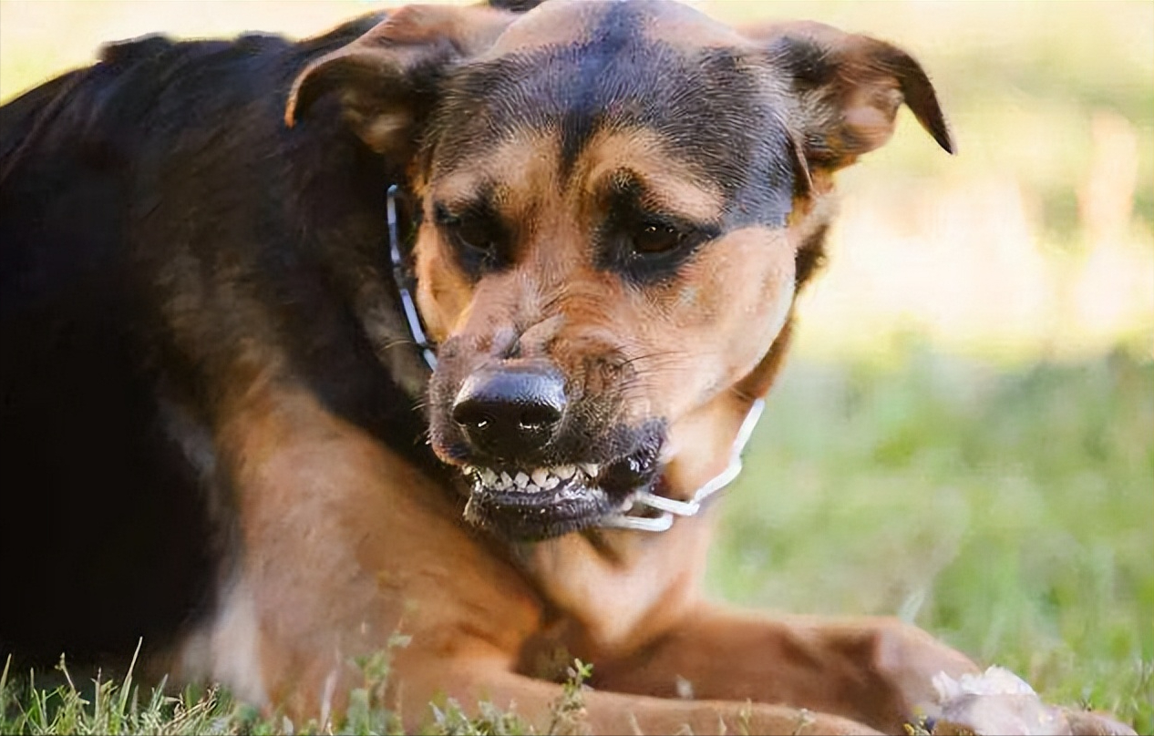 狗要得狂犬病的征兆（狗狗得狂犬病的预兆）