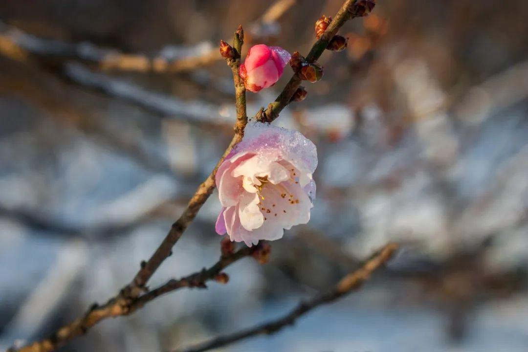 下冬雪的诗词（关于下雪了的诗）