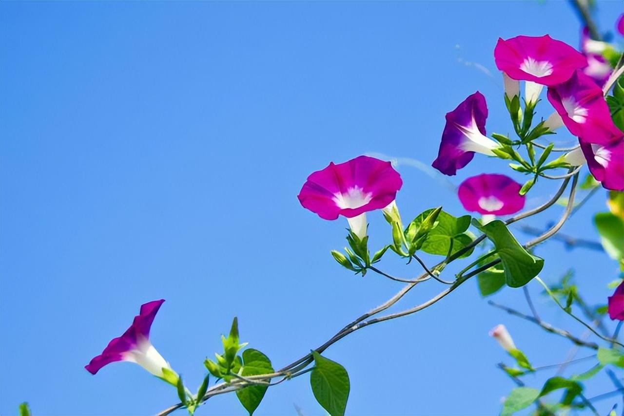 牵牛花的诗有哪些（秋天牵牛花唯美诗）