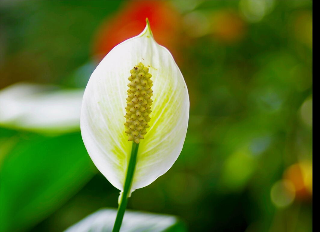 一花一世界，8月花好，千姿百态，争奇斗艳，绚丽斑斓情满天下