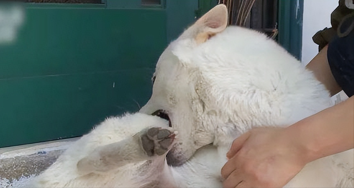 狗要得狂犬病的征兆（狗狗得狂犬病的预兆）