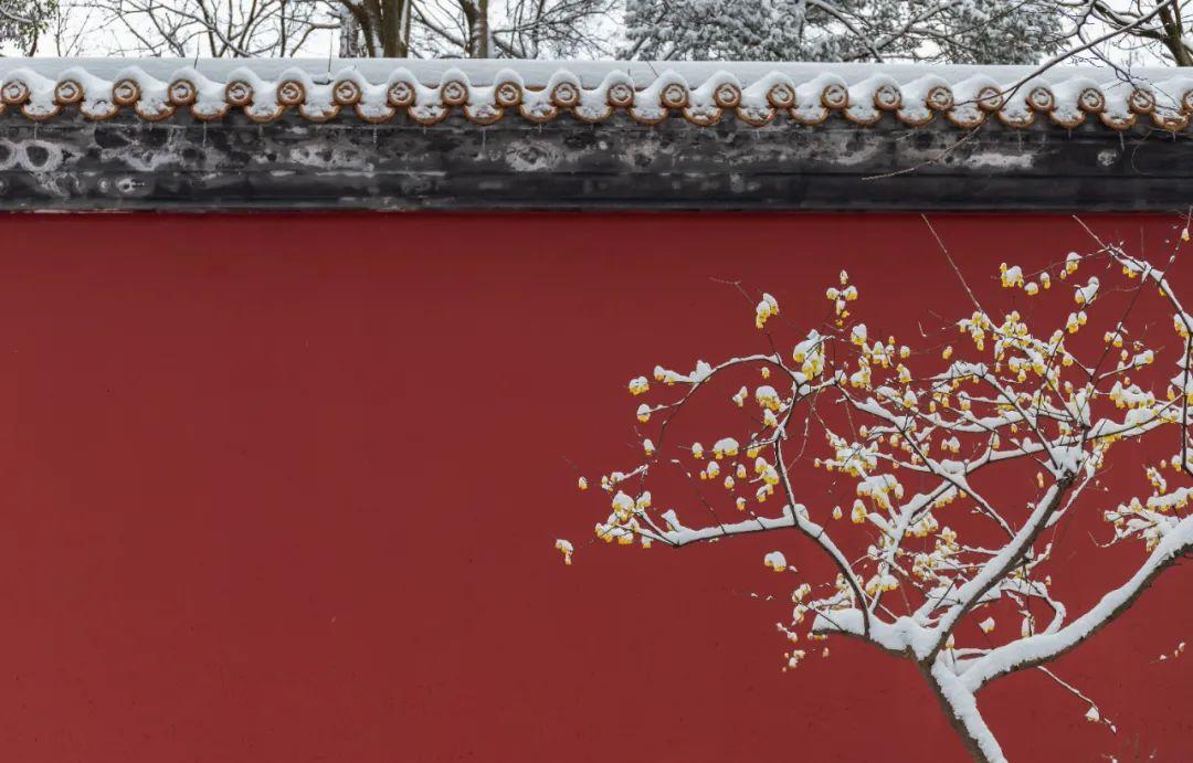 冬季踏雪寻梅的诗（冬天雪中梅花优美诗词）