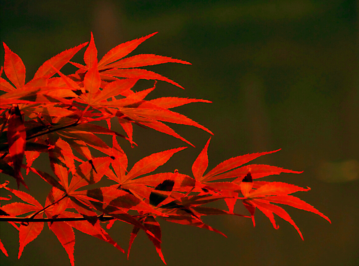 一叶一世界，姹紫嫣红枫叶情，流光溢彩美大地，愿快乐甜美拥抱你