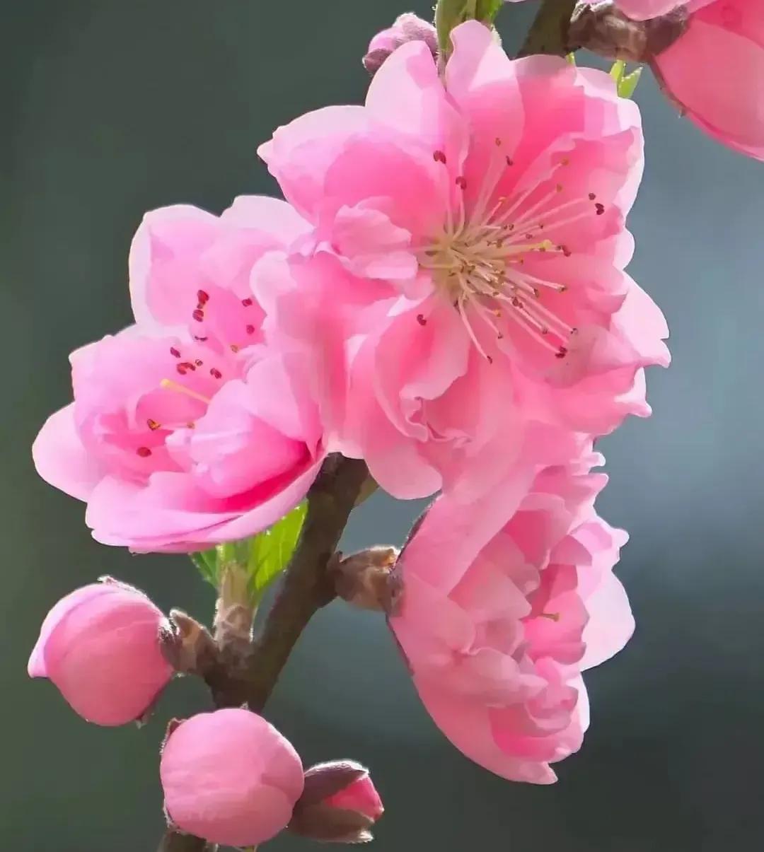 五彩缤纷，鲜花唯美浪漫，送给爱花的你