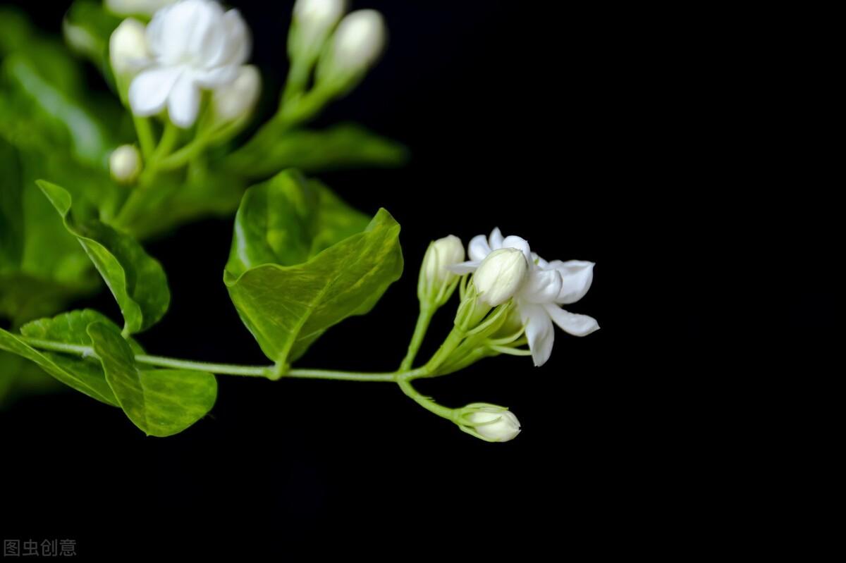 这些“香香花”都喜欢“酸臭”肥，越浇灌，香味越悠长